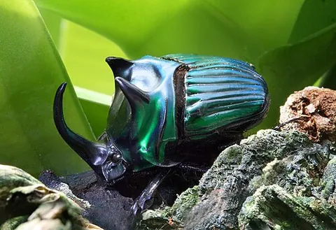 scarab: a beetle of the species Scarabaeus sacer, sacred to the ancient Egyptians