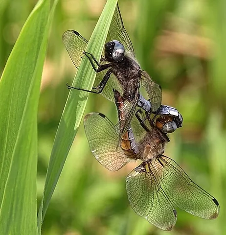 scarce chaser: libellula fulva, a dragonfly native to Europe