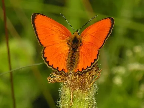 scarce copper: a butterfly of the copper or gossamer-winged butterfly family, Lycaena virgaureae