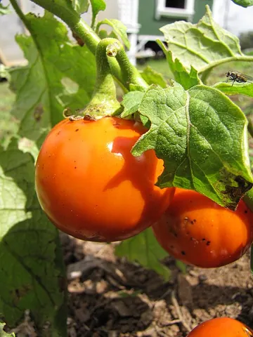 scarlet eggplant: synonym of Ethiopian nightshade (Solanum aethiopicum)