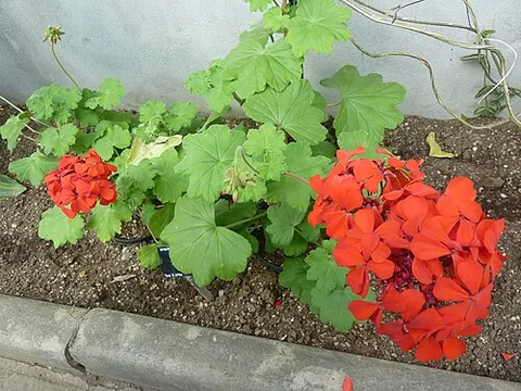 scarlet geranium: a small annual flowering shrub, endemic to South Africa, of species Pelargonium inquinans, popular...