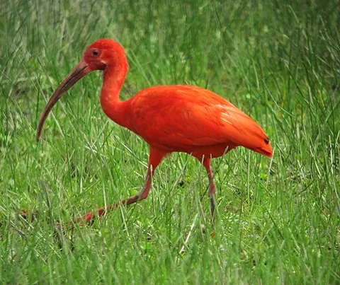 scarlet ibis: a brightly scarlet, migratory species of ibis, of species Eudocimus ruber, of South America and the...