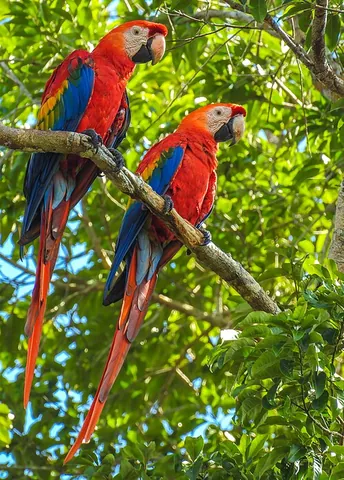 scarlet macaw: a large, colorful parrot, Ara macao, native to the Amazon rainforest and parts of Central America