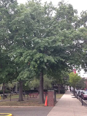 scarlet oak: the tree Quercus coccinea