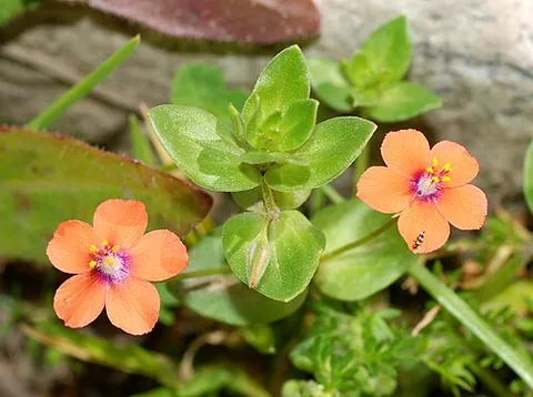 scarlet pimpernel: a flowering plant, of species Lysimachia arvensis (syn. Anagallis arvensis), of the Primulaceae...