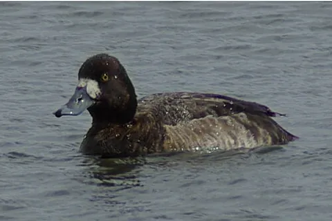 scaup: any of three species of small diving duck in the genus Aythya