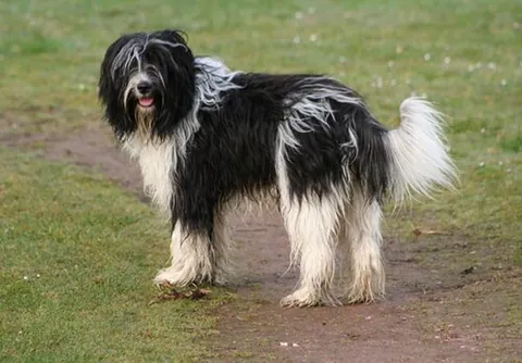 schapendoes: a breed of dog originating in the Netherlands
