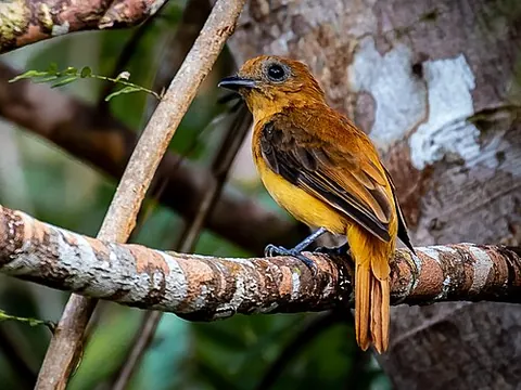schiffornis: any of the tropical birds in the genus Schiffornis, found in Central and South America