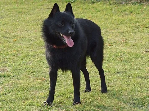 schipperke: a small breed of dog developed in Belgium, sometimes used as a watchdog on boats