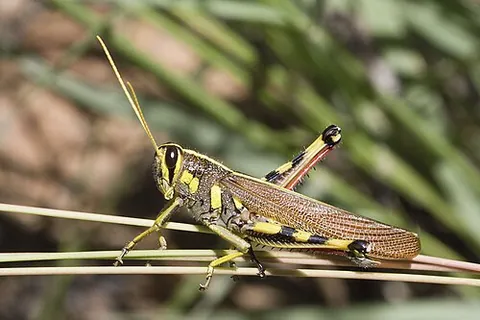 schistocerca: any large grasshopper of the genus Schistocerca