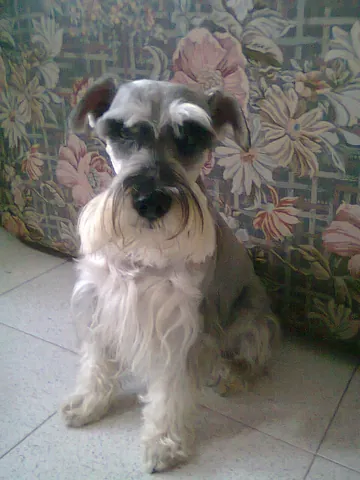 schnauzer: a dog of a particular breed originating in Germany