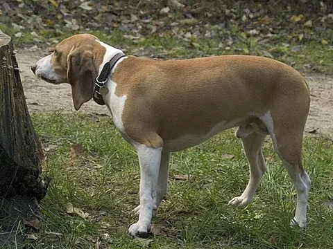 schweizerischer niederlaufhund: a breed of dog of the scenthound type from Switzerland