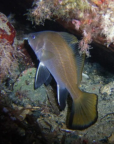 sciaenid: any fish belonging to the family Sciaenidae