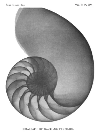 sciagraph: a vertical section of a building; a sciagraphy