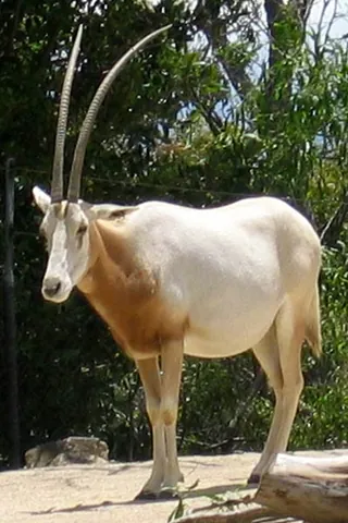 scimitar-horned oryx: a critically endangered antelope, Oryx dammah, living in the arid plains and deserts of North Africa
