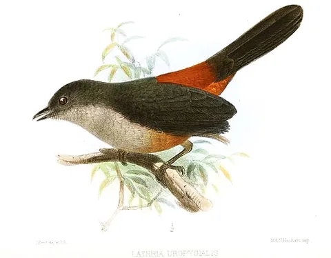 scimitar-winged piha: lipaugus uropygialis, a species of cotinga