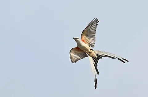scissors-tailed: having a long, forked tail, with the outer tail feathers by far the longest, the others decreasing...