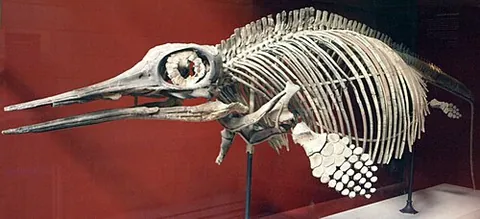 sclerotic ring: a ring of bone or bones found in the eyes of several groups of non-mammal and -crocodilian...