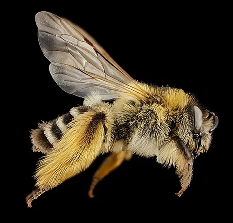 scopa: any of various clusters of hair of non-parasitic bees that serve to carry pollen. In parasitic...