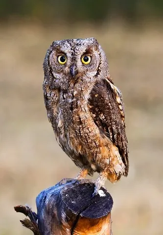 scops owl: a small European migratory owl, Otus scops, that winters in sub-Saharran Africa