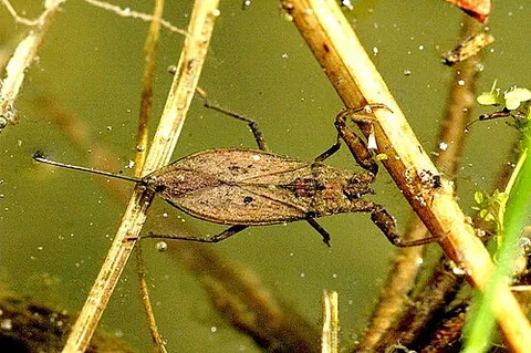 scorpion bug: any large predatory water bug in the genus Nepa or similar bugs in family Nepidae