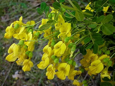 scorpion senna: a perennial plant of species Hippocrepis emerus