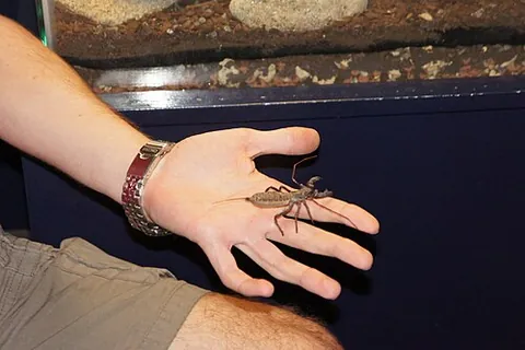 scorpion spider: a whip spider or vinegaroon, any spider of order Uropygi (now often Thelyphonida)