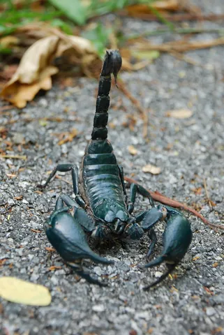 scorpion: any of the order Scorpiones of arachnids related to spiders, characterised by two large front...