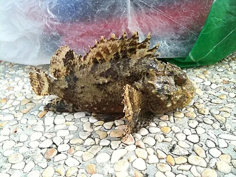 scorpionfish: any of the family Scorpaenidae of mostly marine fish, including many of the world's most venomous...