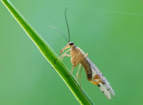 scorpionfly: any insect of the family Panorpidae, having a curved tail rather like a scorpion