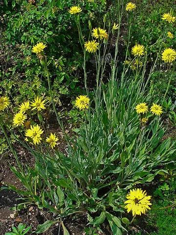 scorzonera: a herb from southern Europe (Pseudopodospermum hispanicum, syn. Scorzonera hispanica), having...