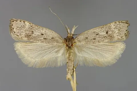 scotch crest: dichomeris juniperella, a species of twirler moth