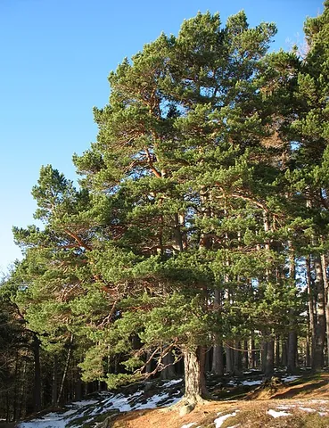scotch pine: pinus sylvestris, an evergreen of wide distribution in Eurasia in northern or mountainous areas