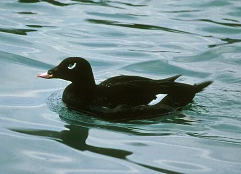 scoter: any one of several species of northern sea ducks of the genus Melanitta