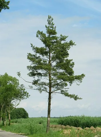 scots pine: pinus sylvestris, an evergreen of wide distribution in Eurasia in northern or mountainous areas
