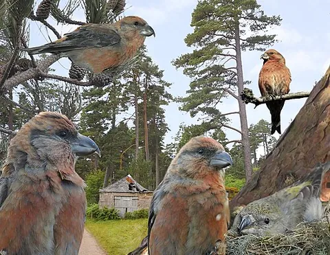 scottish crossbill: loxia scotica, a small passerine bird in the finch family Fringillidae. It is endemic to the...