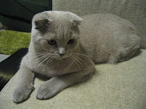 scottish fold: a domestic cat of a breed with ears folded down towards the front of the head
