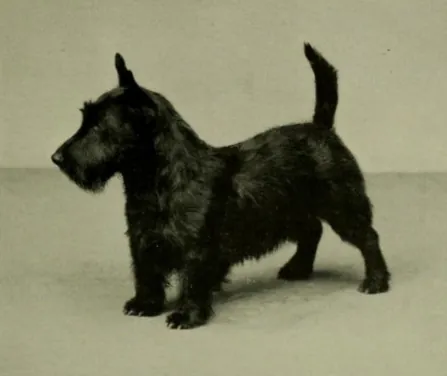 scottish terrier: a breed of dog originating in Scotland