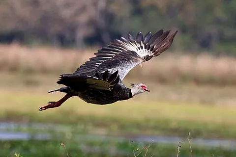 screamer: one who screams; one who shouts; one who sings harshly