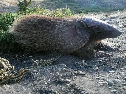 screaming hairy armadillo: chaetophractus vellerosus, a burrowing armadillo of South America which squeals when handled or...