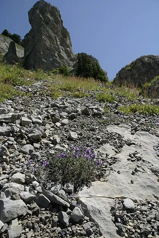 scree: loose stony debris on a slope