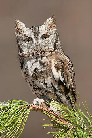 screech owl: any New World owl of genus Megascops
