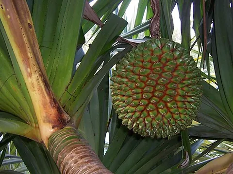 screw pine: pandanus amaryllifolius, species which leaves are used in Southeast Asian cooking, pandan