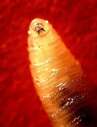 screwworm: a larva of a blowfly of species Cochliomyia hominivorax (New World screwworm fly) or Chrysomya...