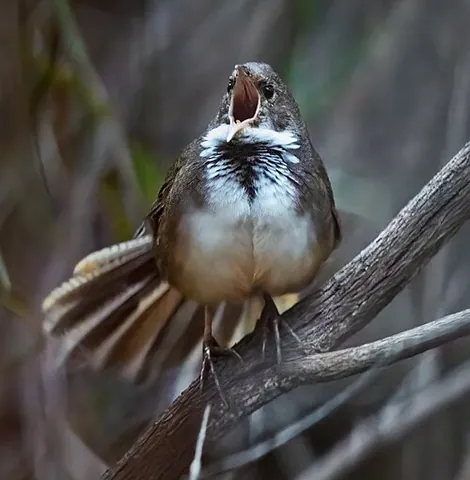 scrubbird: a shy, secretive, ground-dwelling bird of the genus Atrichornis, found in Australia