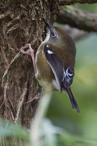 scrubtit: a small bird of the thornbill family, taxonomic name Acanthornis magna, endemic to King Island and...
