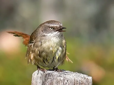 scrubwren: any of various small, mainly insectivorous passerine birds of genus Sericornis in family...