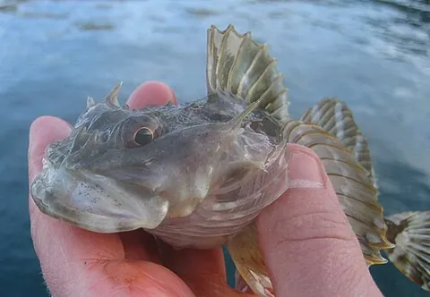 sculpin: a small fish of the family Cottidae, usually lacking scales. Often found on river bottoms and in...