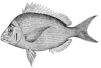 scup: a common sparoid food fish, Stenotomus chrysops, of temperate regions of the Atlantic coast of...