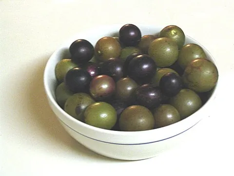 scuppernong: a large greenish-bronze grape native to the Southeastern United States, a variety of the muscadine...